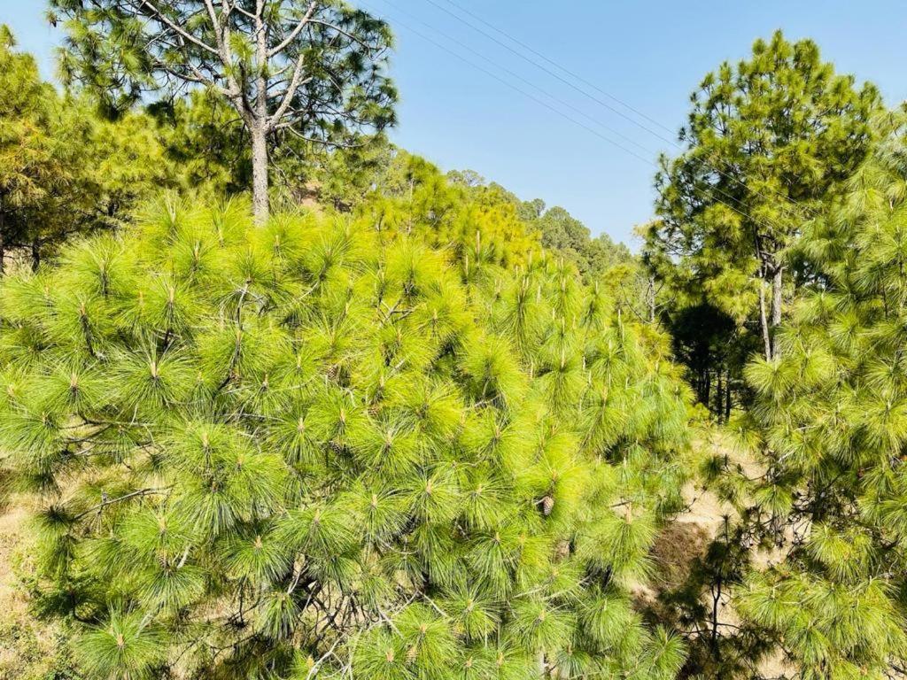 Hillcrest Heights Bed & Breakfast Kasauli Eksteriør bilde